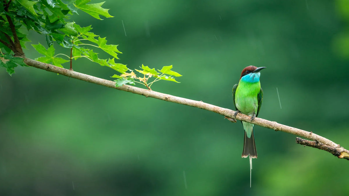 A bird stands on a tree branch in rain
